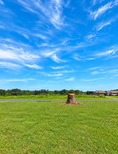Single low-cut stump in a clean open lawn under a blue sky after a tree removal in Tampa, FL