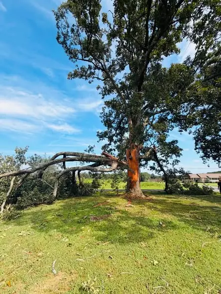 Mature oak tree with a large split limb resting on the lawn after storm damage in Tampa, FL