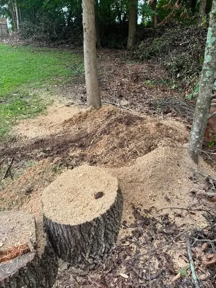 Freshly ground tree stump surrounded by wood chips and mulch in a wooded yard in Tampa, FL