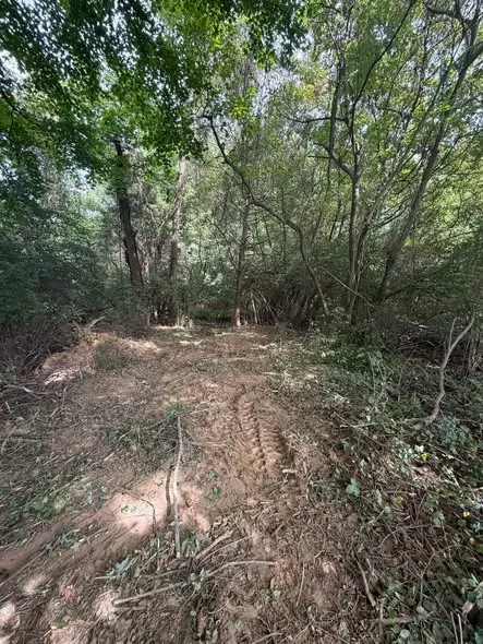 Newly cleared path with mulcher tracks winding through wooded land after land clearing in Tampa, FL