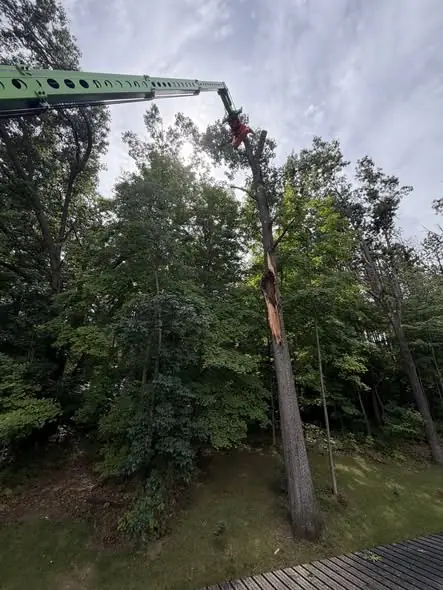 Aerial lift reaching into a tall tree so a climber can section and remove it from a wooded backyard in Tampa, FL