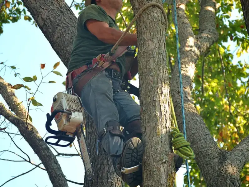 Arborist in climbing gear with a chainsaw pruning limbs high in a hardwood canopy in Tampa, FL
