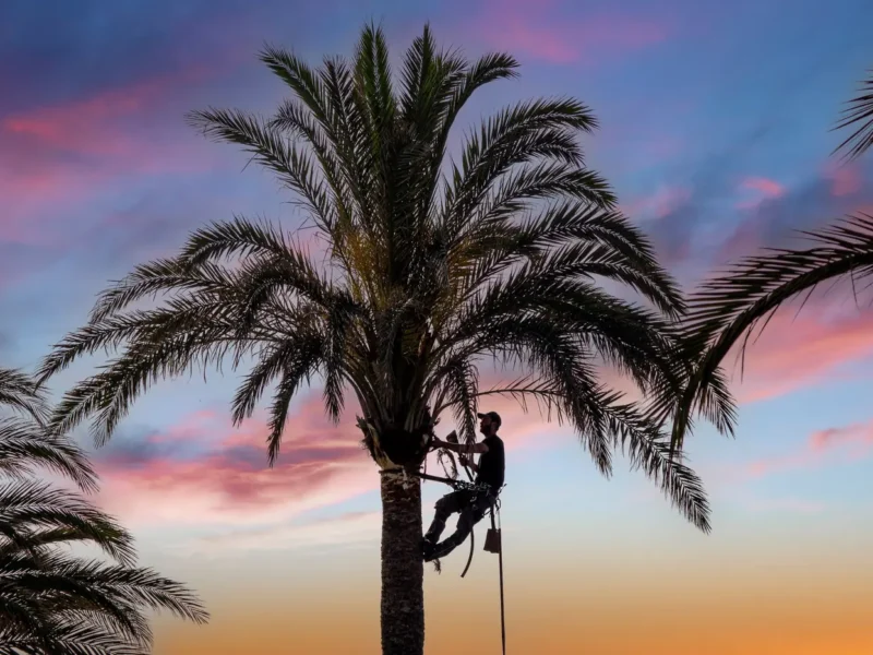 Arborist trimming dead fronds from a tall palm tree silhouetted against a Tampa, FL sunset
