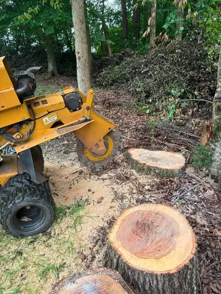 Stump grinder machine cutting a freshly cut tree stump down to ground level in Tampa, FL