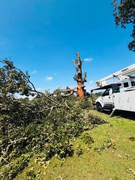 Tree Service Tampa FL | Removal, Trimming & Storm Cleanup