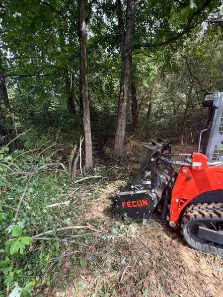 Skid steer with a forestry mulching head clearing dense underbrush and small trees in Tampa, FL