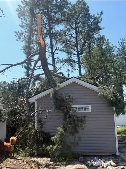 Storm-broken pine tree fallen onto a shed in Tampa, FL