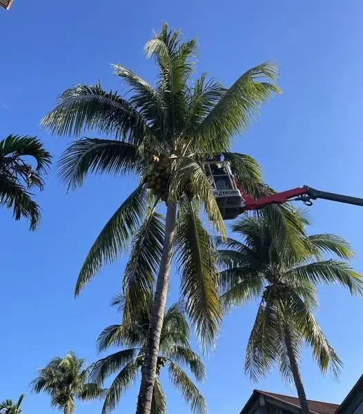 Bucket lift trimming a tall coconut palm in Tampa, FL