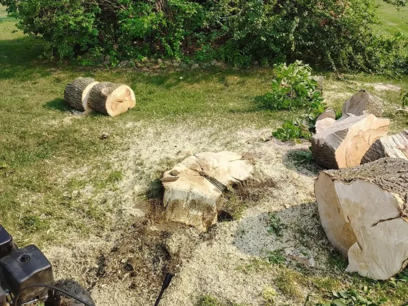 Stump grinder next to a tree stump and cut logs in a Tampa, FL yard