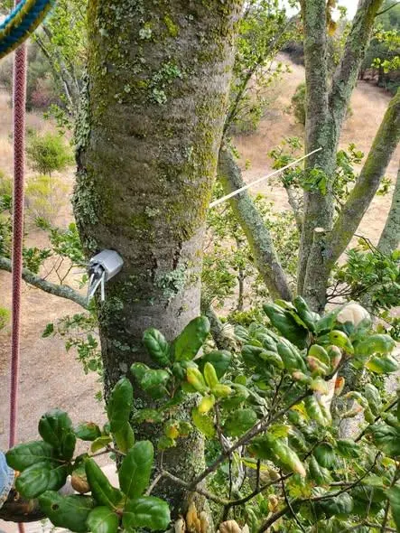 Steel cable installed between tree limbs for tree cabling and bracing in Tampa, FL