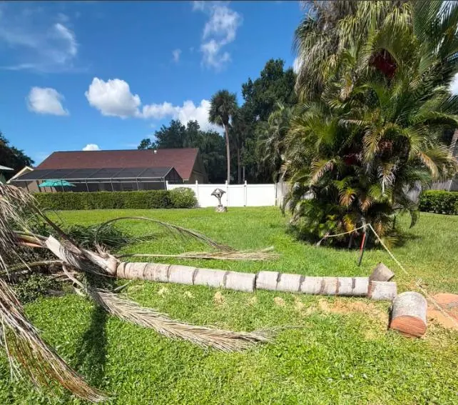 Palm tree cut down and sectioned on a lawn during tree removal in Tampa, FL
