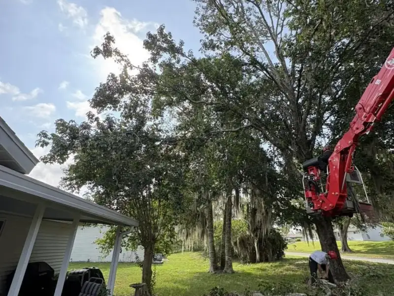Crew trimming a large tree from a lift next to a Tampa, FL home